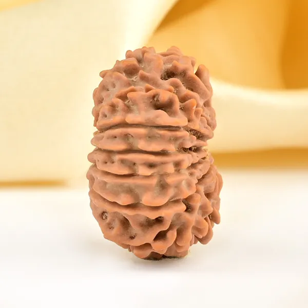 Techpandit_13_Mukhi_Nepal_Rudraksha_Bead_Brown