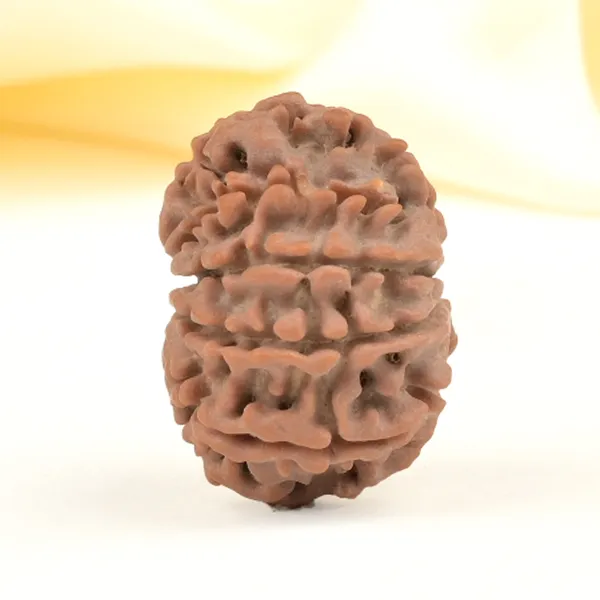 11_Mukhi_From_Nepal_Small_Cccl