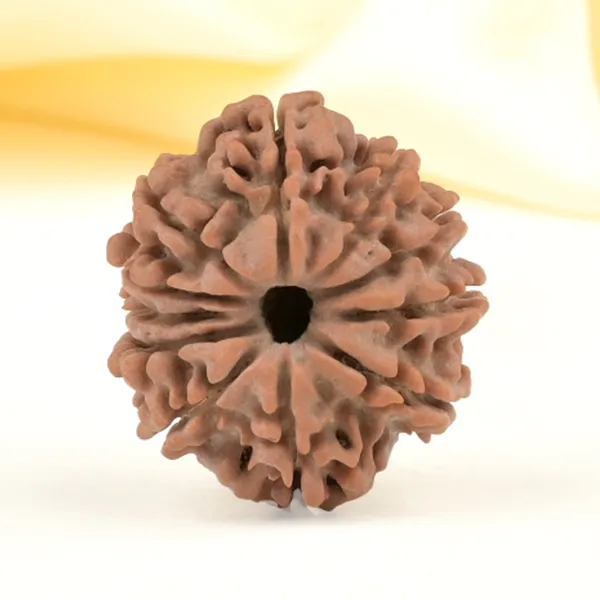 11_Mukhi_From_Nepal_Small_Cccl