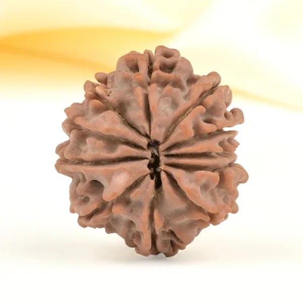 11_Mukhi_From_Nepal_Small_Cccl