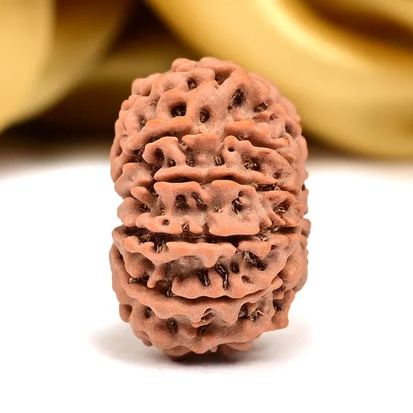 11_Mukhi_Nepal_Rudraksha_Bead
