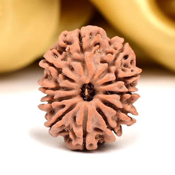 11_Mukhi_Nepal_Rudraksha_Bead