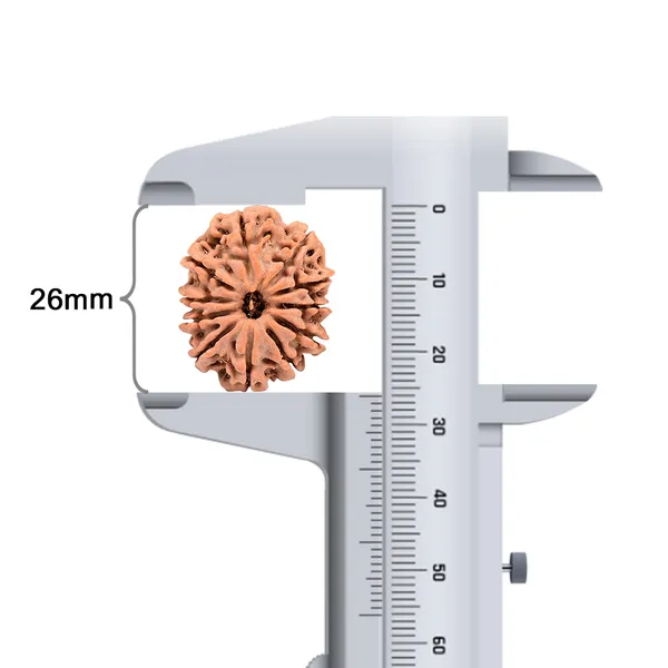 11_Mukhi_Nepal_Rudraksha_Bead