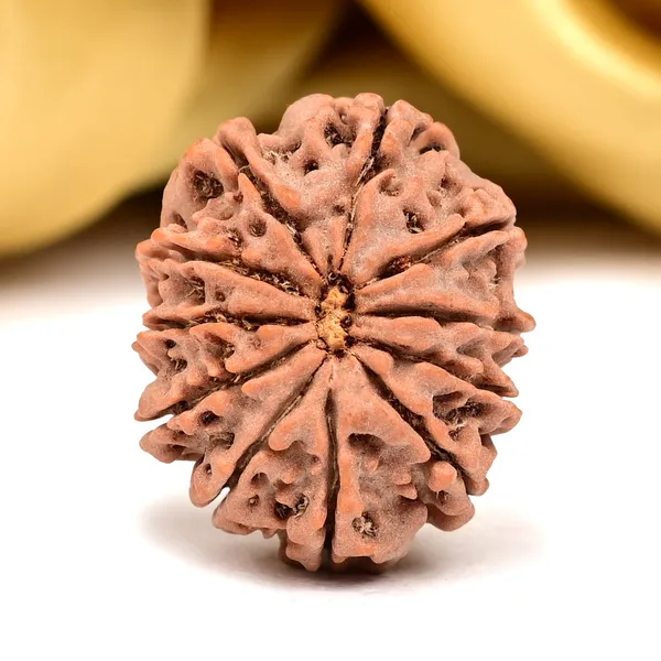 11_Mukhi_Nepal_Rudraksha_Bead