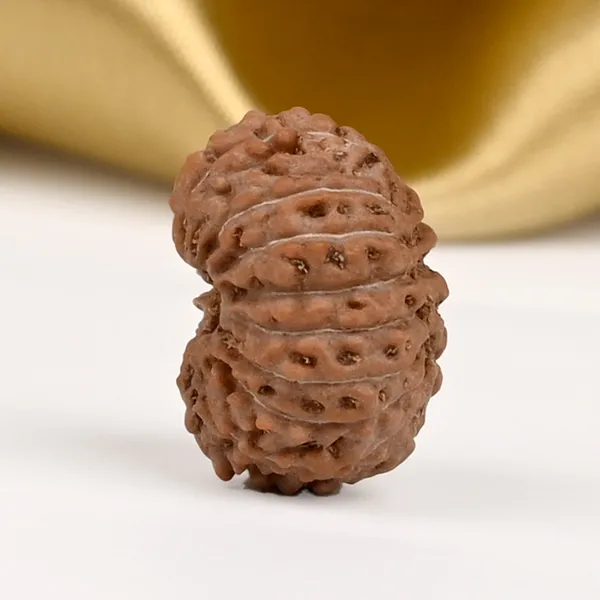 16_Mukhi_From_Java_Indonesia_Ccxxxvi