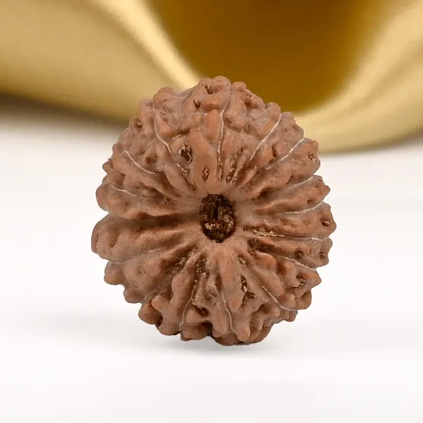 16_Mukhi_From_Java_Indonesia_Ccxxxvi