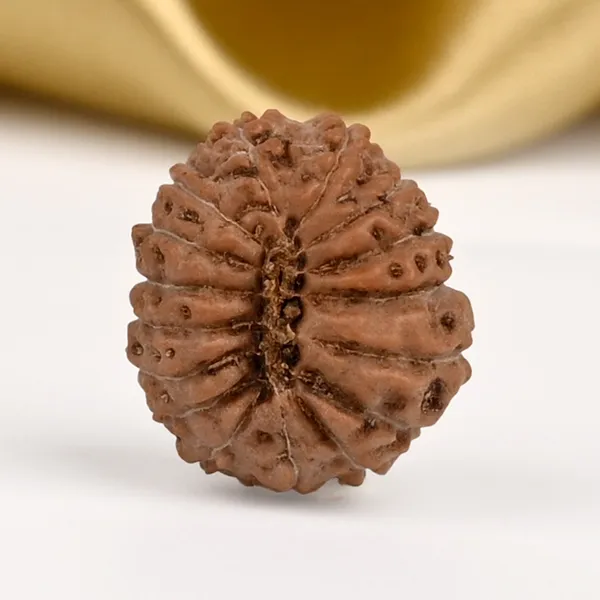 16_Mukhi_From_Java_Indonesia_Ccxxxvi