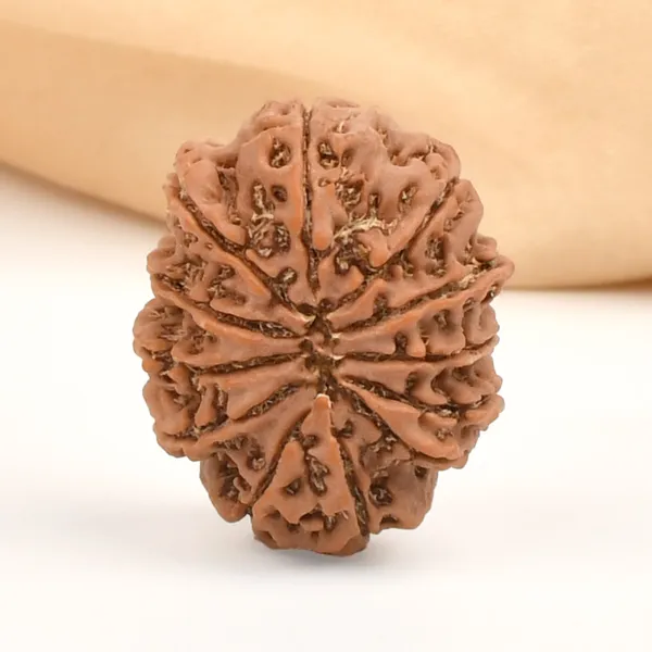 12_Mukhi_From_Nepal_Clvi