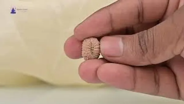 17_Mukhi_From_Java_Indonesia_Clxix