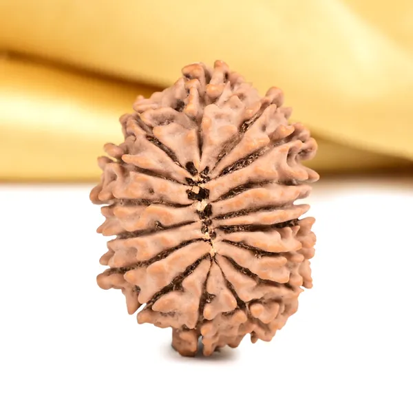 16_Mukhi_From_Nepal_Small_Xxxvi