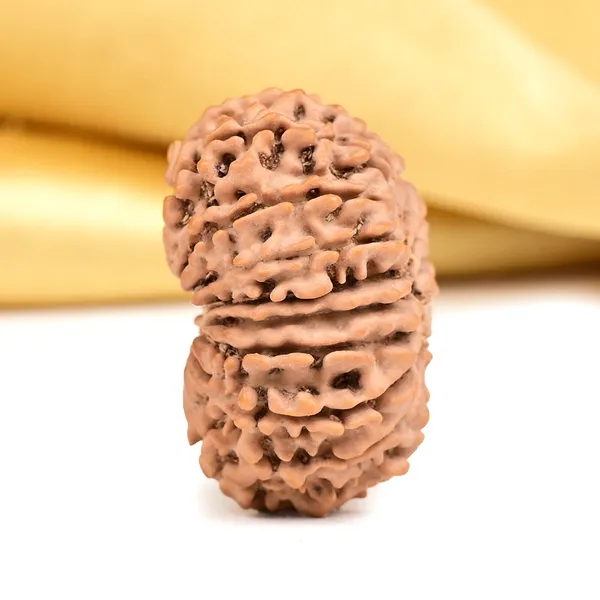 16_Mukhi_From_Nepal_Small_Xxxvi