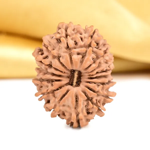 16_Mukhi_From_Nepal_Small_Xxxvi
