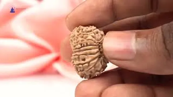 16_Mukhi_From_Nepal_Small_Xxxvi