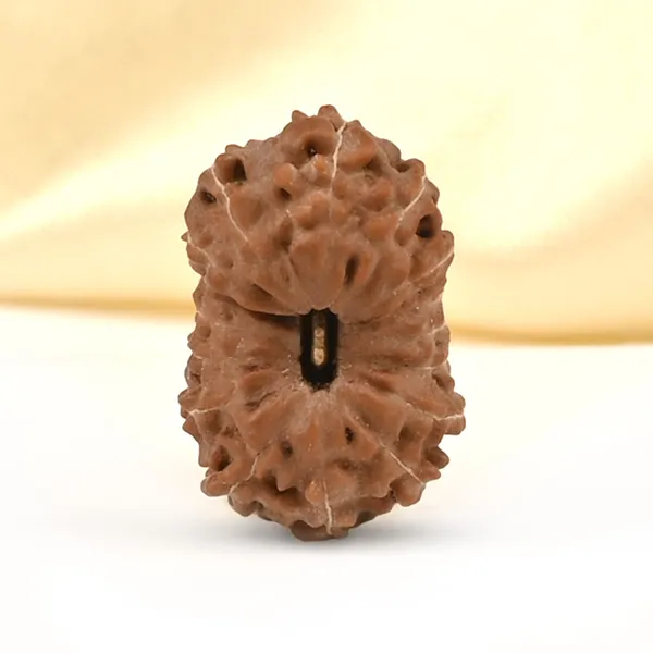 16_Mukhi_From_Java_Indonesia_Ccxxxvii