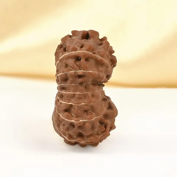 16_Mukhi_From_Java_Indonesia_Ccxxxvii