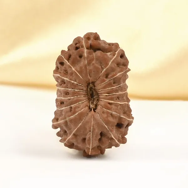 16_Mukhi_From_Java_Indonesia_Ccxxxvii