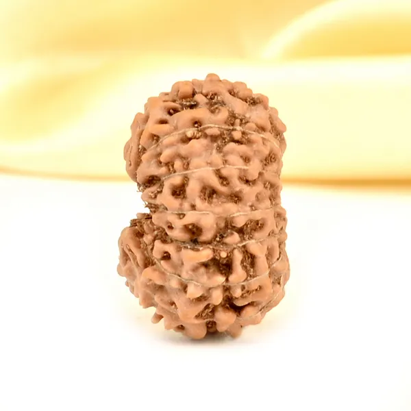 14_Mukhi_From_Java_Indonesia_Small_Cdxxxiii