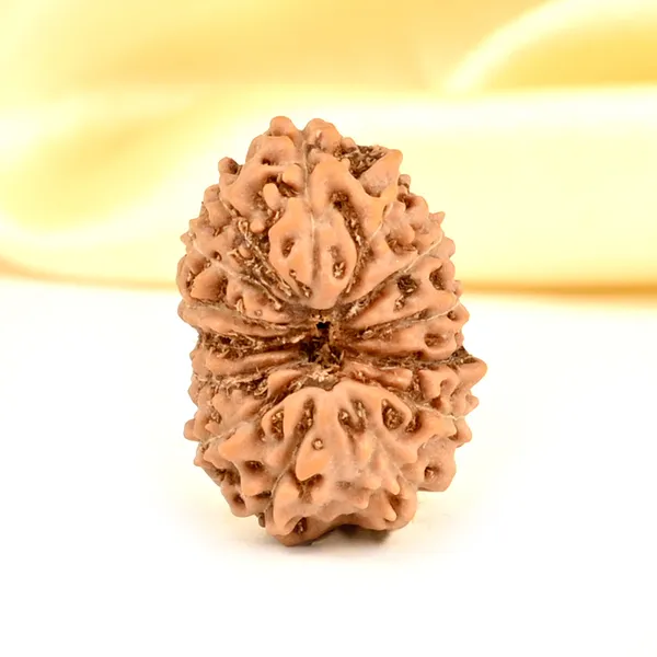 14_Mukhi_From_Java_Indonesia_Small_Cdxxxiii
