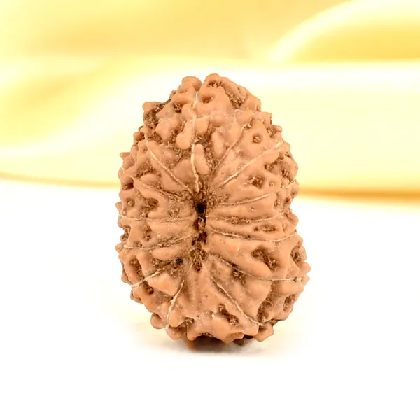 14_Mukhi_From_Java_Indonesia_Small_Cdxxxiii