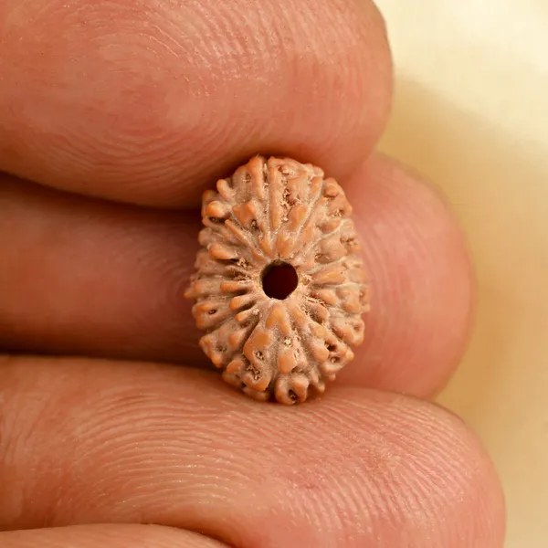 Techpandit_16_Mukhi_Rudraksha_Bead_Indonesia_Small