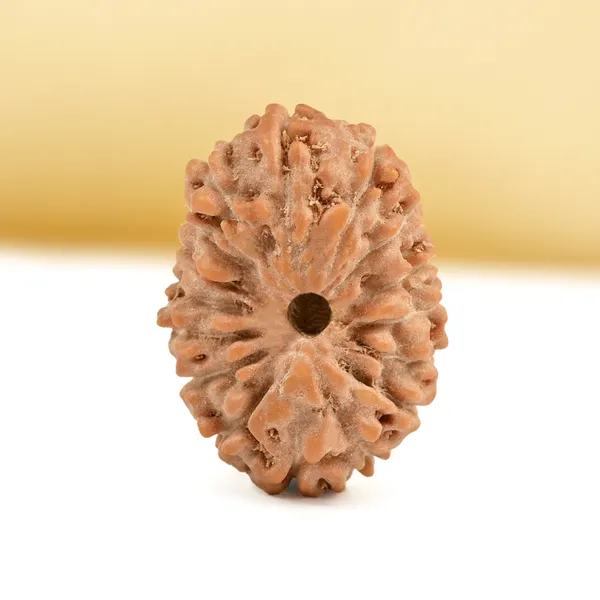 Techpandit_16_Mukhi_Rudraksha_Bead_Indonesia_Small