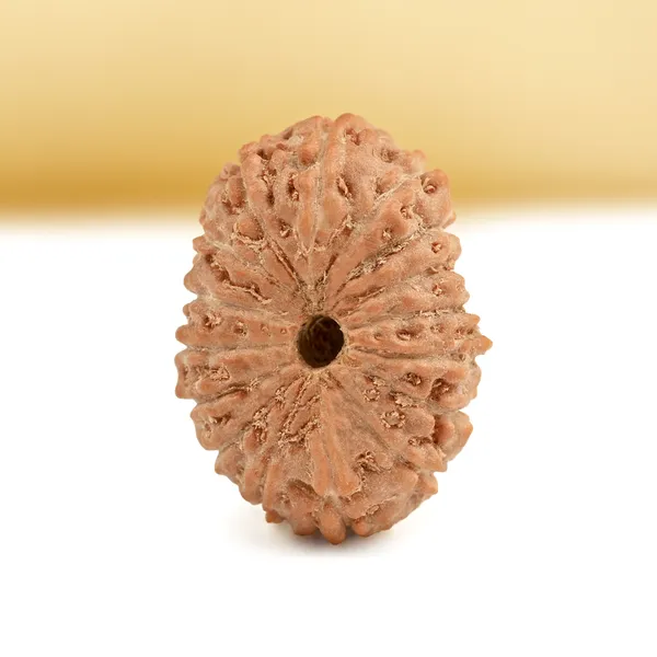 Techpandit_16_Mukhi_Rudraksha_Bead_Indonesia_Small