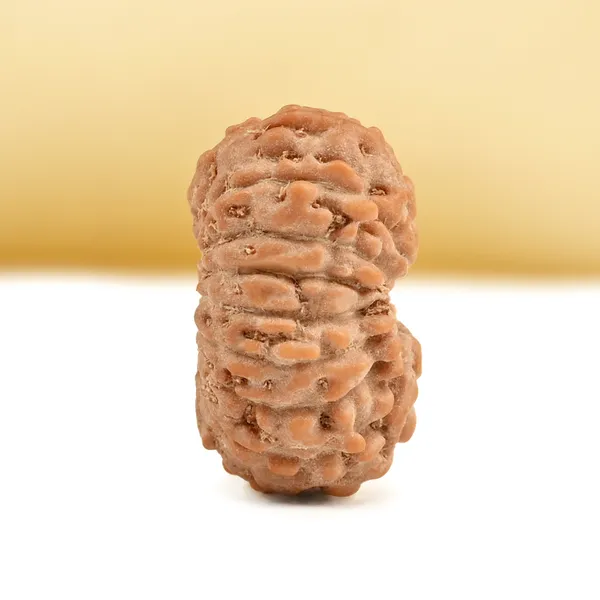 Techpandit_16_Mukhi_Rudraksha_Bead_Indonesia_Small