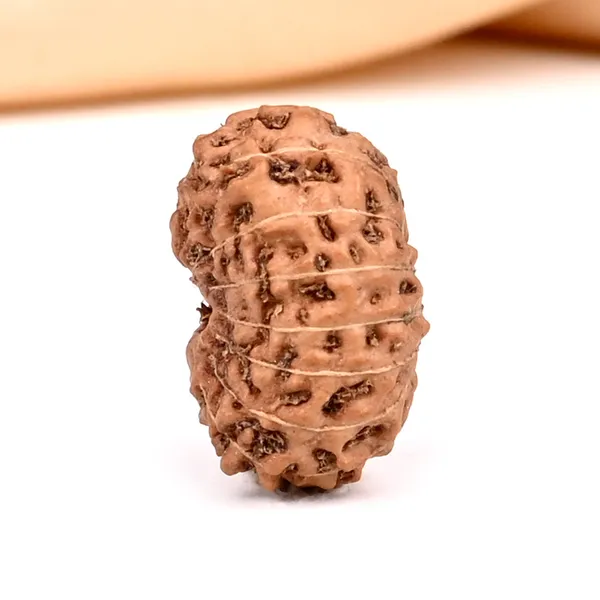 15_Mukhi_Rudraksha_Bead_Java_Indonesia