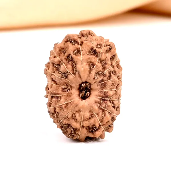 15_Mukhi_Rudraksha_Bead_Java_Indonesia