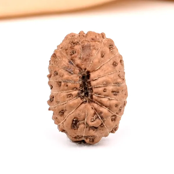 15_Mukhi_Rudraksha_Bead_Java_Indonesia