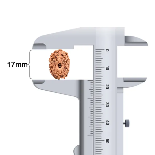 15_Mukhi_Rudraksha_Bead_Java_Indonesia