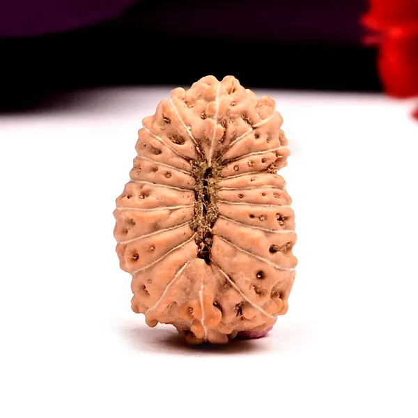 18_Mukhi_Java_Rudraksha_Bead_Indonesia