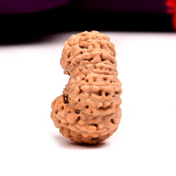 18_Mukhi_Java_Rudraksha_Bead_Indonesia