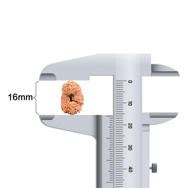 18_Mukhi_Java_Rudraksha_Bead_Indonesia