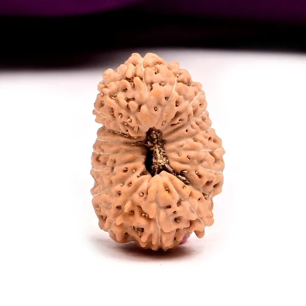 18_Mukhi_Java_Rudraksha_Bead_Indonesia