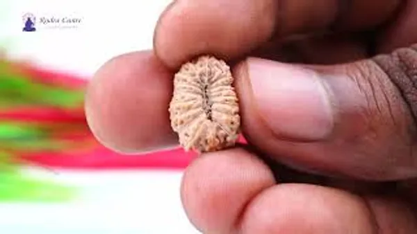 18_Mukhi_Java_Rudraksha_Bead_Indonesia