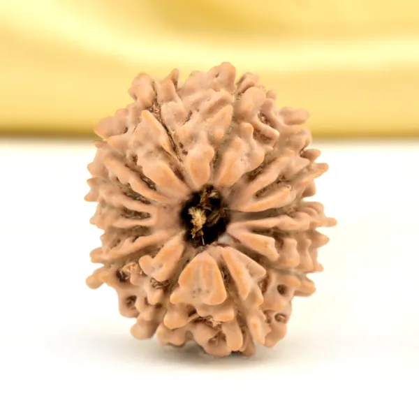 14_Mukhi_From_Nepal_Small_Cclxvii