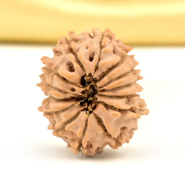 14_Mukhi_From_Nepal_Small_Cclxvii