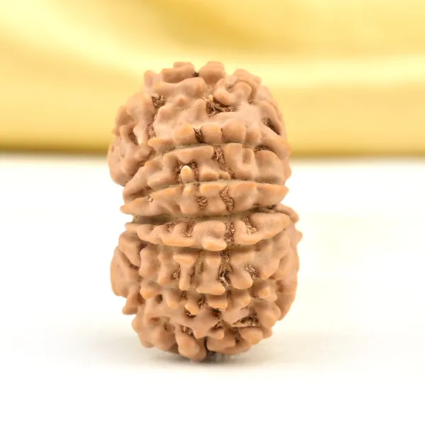 14_Mukhi_From_Nepal_Small_Cclxvii
