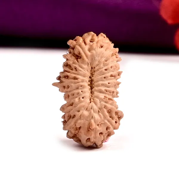 18_Mukhi_Rudraksha_Bead_Java_Indonesia