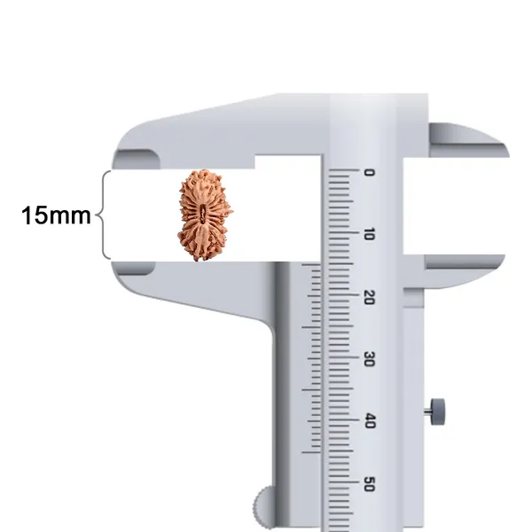 18_Mukhi_Rudraksha_Bead_Java_Indonesia