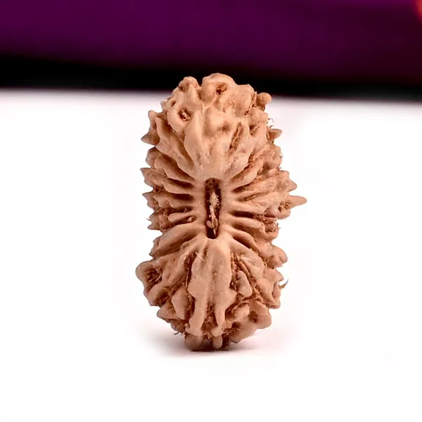 18_Mukhi_Rudraksha_Bead_Java_Indonesia