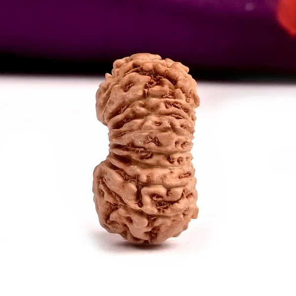 18_Mukhi_Rudraksha_Bead_Java_Indonesia