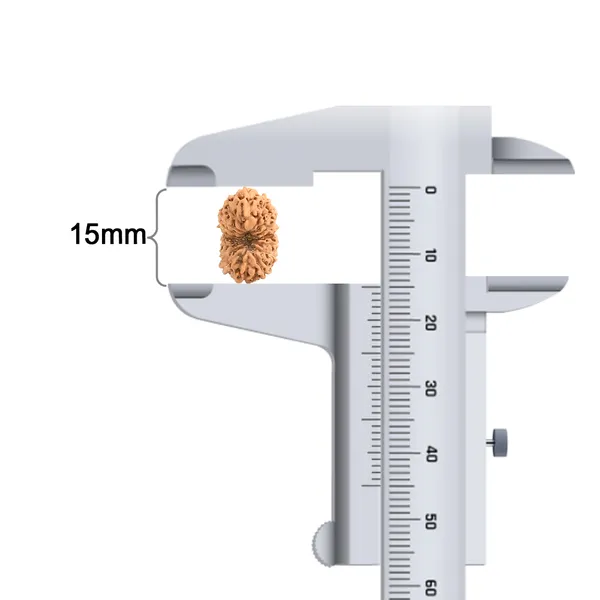 16_Mukhi_Rudraksha_Bead_Indonesia