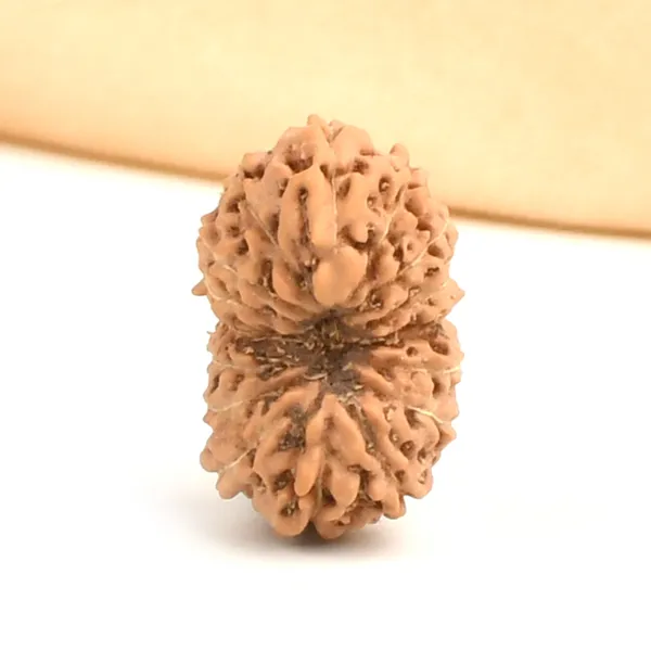 16_Mukhi_Rudraksha_Bead_Indonesia