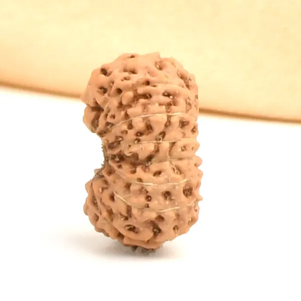 16_Mukhi_Rudraksha_Bead_Indonesia