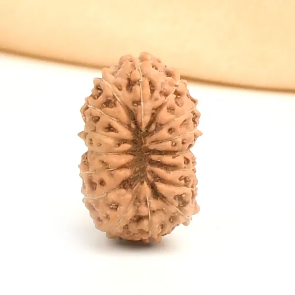 16_Mukhi_Rudraksha_Bead_Indonesia