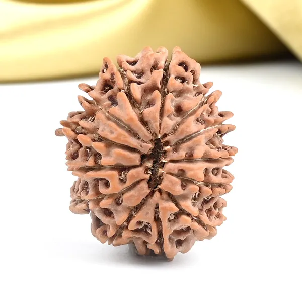 Techpandit_13_Mukhi_Rudraksha_Bead_From_Nepal
