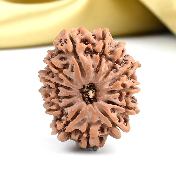 Techpandit_13_Mukhi_Rudraksha_Bead_From_Nepal