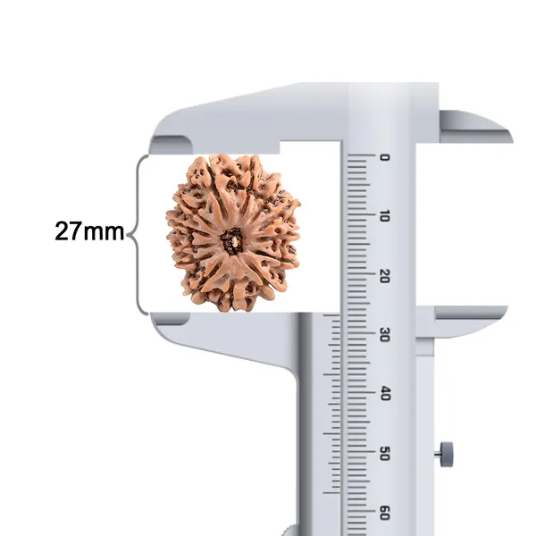 Techpandit_13_Mukhi_Rudraksha_Bead_From_Nepal